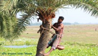 শীতের আগমনে সুস্বাদু খেজুর রস সংগ্রহে ব্...